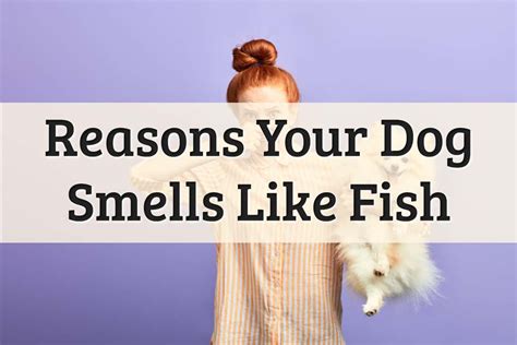 Why Does My Dog Smell Like Fish? Causes and Remedies for Cleansing Your Canine's Odor